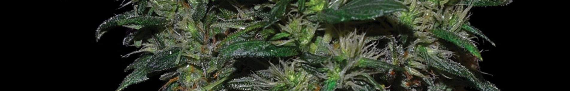 AK47xZkittlez