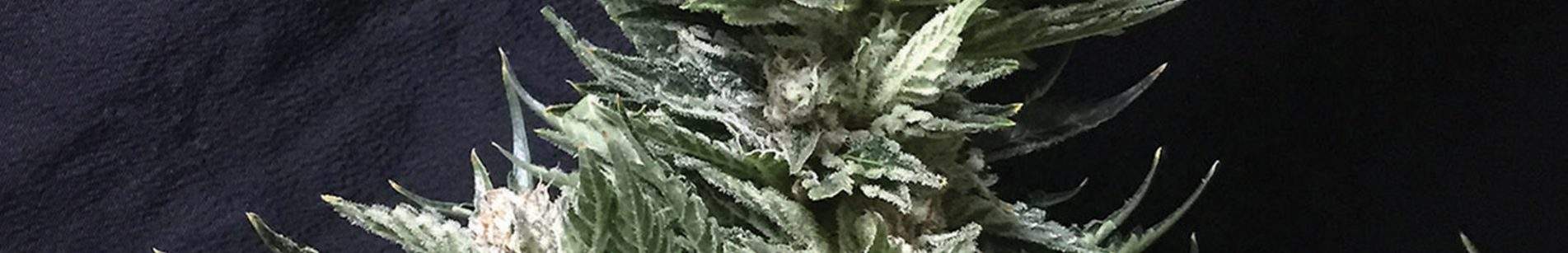 AK47xbruce_banner