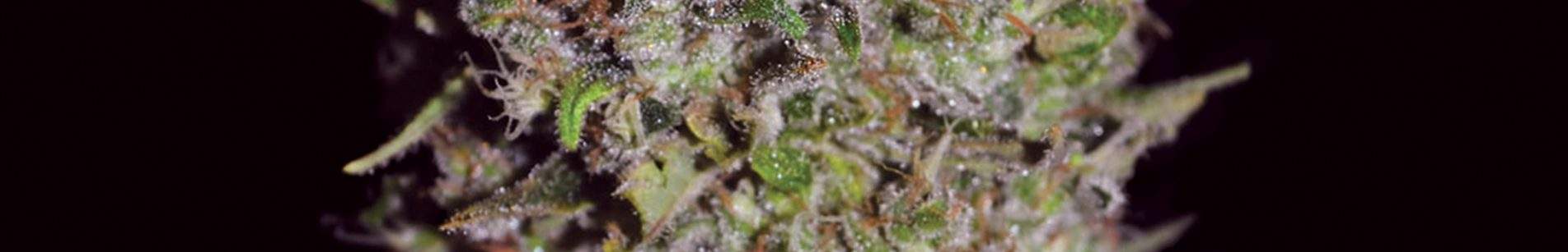 MoscowBlueberryxWhiteWidow