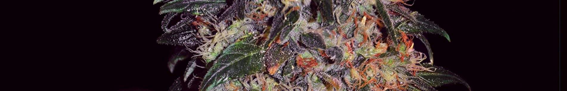 PurpleMazarxBruceBanner