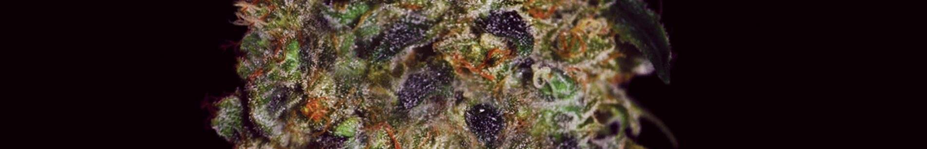 PurpleMazarxGelato