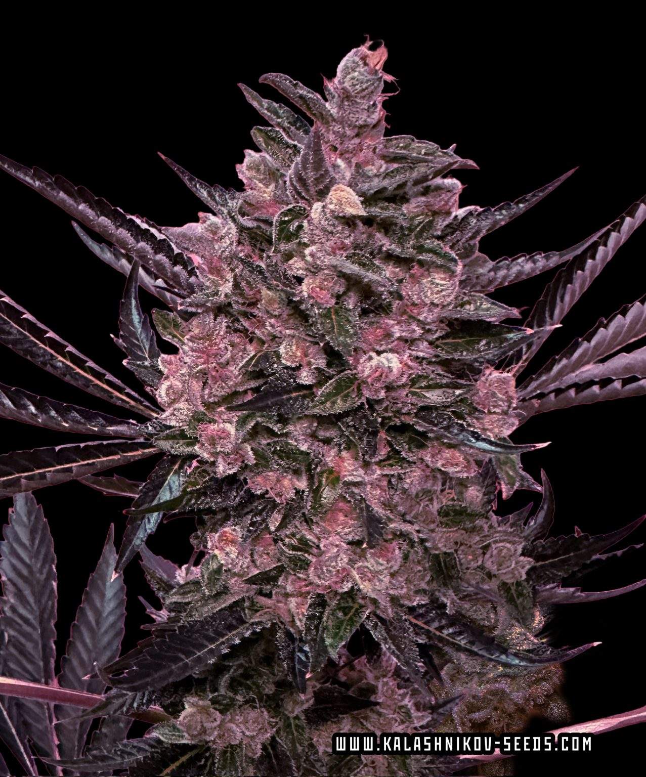 Красный Партизан Экспресс — Kalashnikov Seeds
